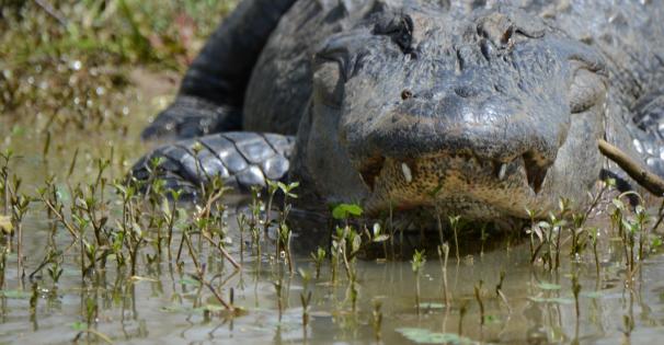 Alligator Report - Web Banner