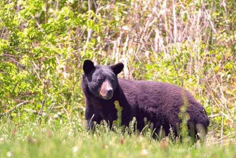 Black bear in a field