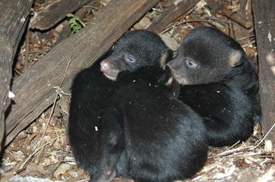 Black bear cubs