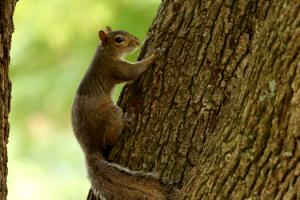 Squirrel on a tree - Photo by MSU Ag Communications/Kat Lawrence
