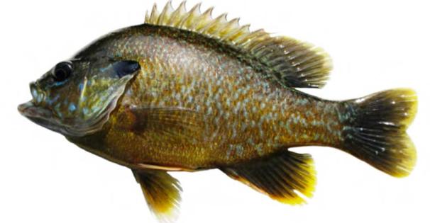 Green Sunfish