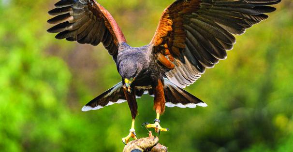 A harris hawk returns to its handler