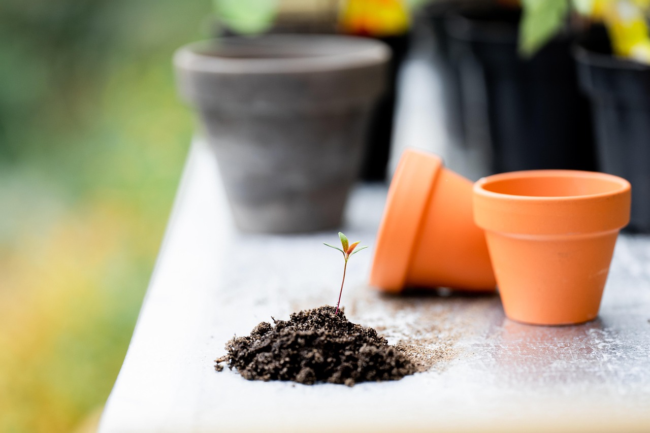 Plant growing in dirt outside its pot