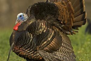 Eastern wild turkey