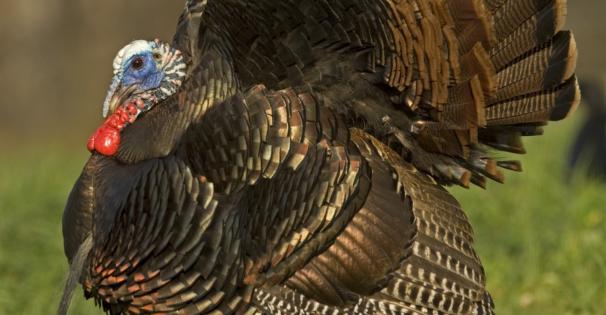 Eastern wild turkey