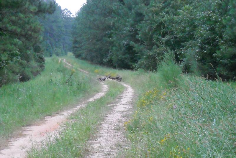 Turkeys crossing a road