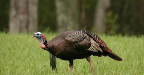 Wild turkey - Photo by Steve Gulledge
