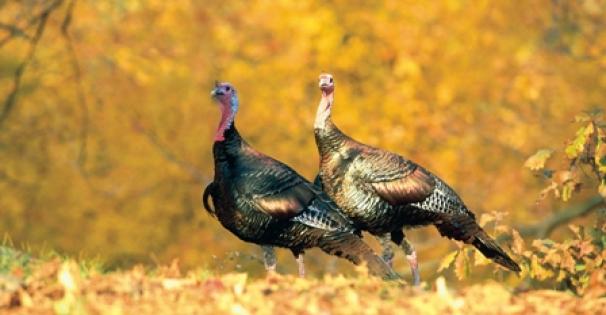 Pair of turkeys in fall leaves