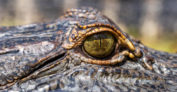 American Alligator
