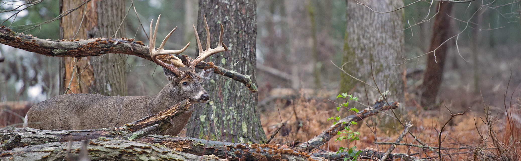 Wildlife Menu Banner
